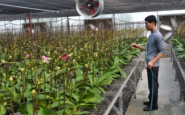 Sau hơn 5 năm hoạt động, Khu Nông nghiệp công nghệ cao của TP HCM góp phần hình thành một số vùng sản xuất hoa lan- (Ảnh minh họa).