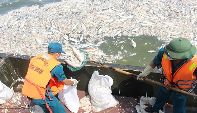 Công nhân môi trường vớt cá chết Hồ Tây đi tiêu hủy