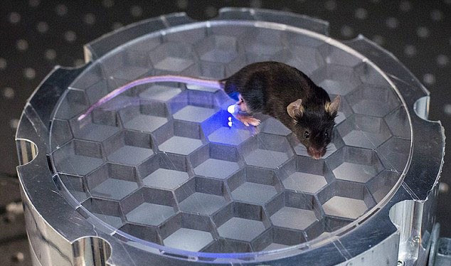 Một con chuột được áp dụng kỹ thuật khống chế mới- (ẢNH: IEEE SPECTRUM).