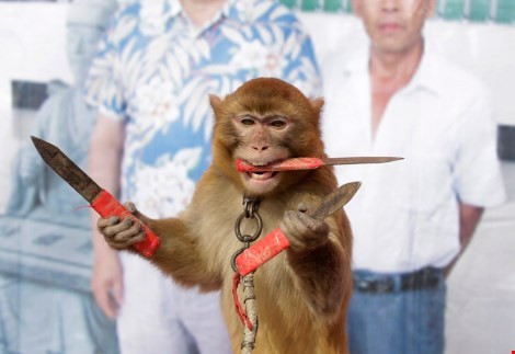 Khỉ được dạy ném dao găm