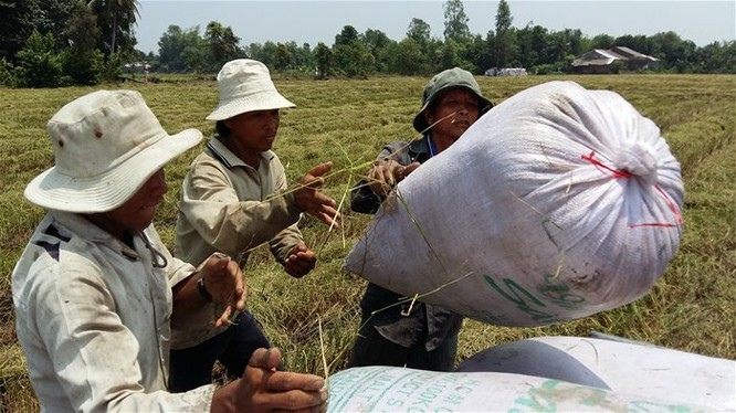 Việt Nam tạm vượt qua Ấn Độ trở thành quốc gia xuất khẩu gạo lớn thứ hai thế giới sau Thái Lan. Trong ảnh là nông dân Tiền Giang đang thu hoạch lúa - Ảnh: Trung Chánh