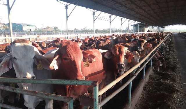 Trang trại nuôi bò của Tập đoàn Hoàng Anh Gia Lai tại Attapeu, Lào