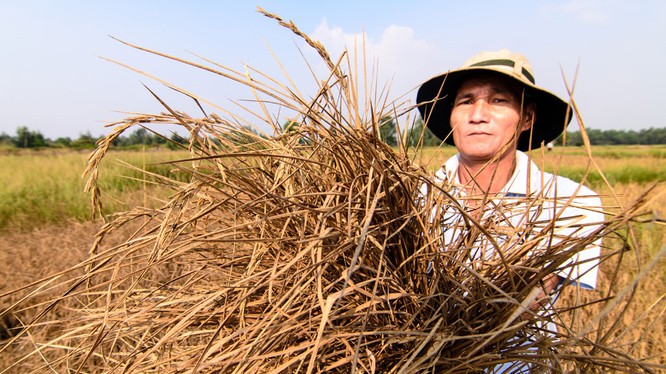 Hạn hán là một trong những nguyên nhân khiến nông nghiệp Việt Nam tăng trưởng âm. Ảnh: VNA