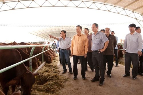 Phó Thủ tướng Lào Somsavat Lengsavad thăm nông trại chăn nuôi bò HAGL tại Attapeu đầu năm 2015. (Ảnh: Internet)