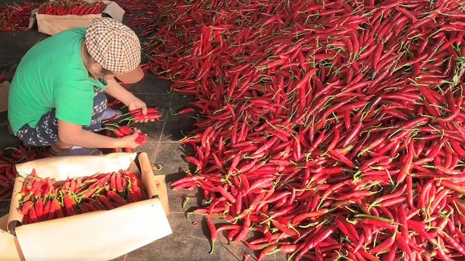 THILOGI hỗ trợ xuất khẩu ớt cho nông dân miền Trung