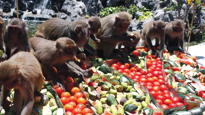Video: Đột nhập đảo nuôi khỉ “hiến thận” độc nhất vô nhị