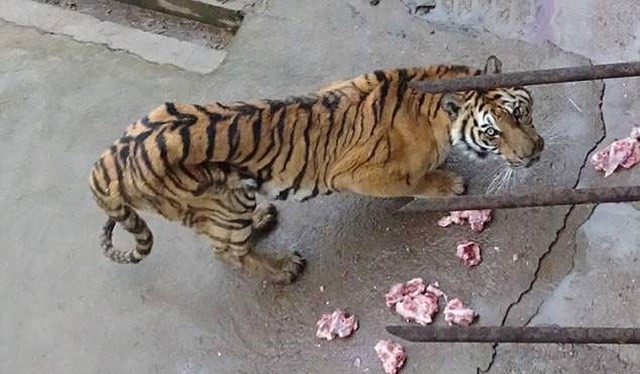 Vườn thú để hổ chết đói, bán rượu ngâm xương