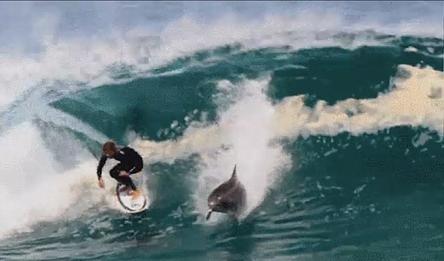 Video: Kinh ngạc xem cá heo “lướt sóng” cùng con người