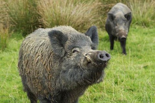 Lợn rừng đột biến 'đổ bộ' Fukushima