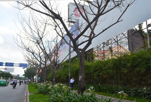 Nghi vấn: Cây xanh ở Sài Gòn bị đầu độc để lấy không gian cho bảng quảng cáo