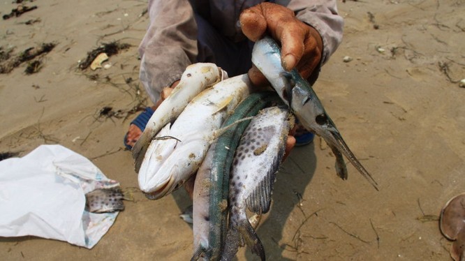 Báo Nga: Sự cố công nghiệp là nguyên nhân khiến cá chết hàng loạt ở Việt Nam