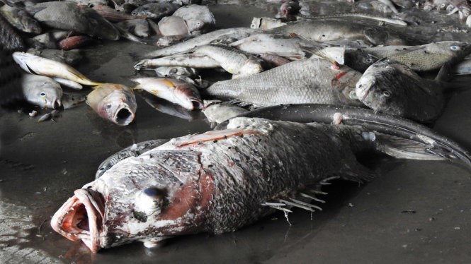 Hàng tấn cá chết không rõ nguyên nhân trôi dạt vào vùng biển Quảng Trị - Ảnh: Trần Tĩnh