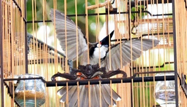 Ba con chim chào mào cùng 3 chiếc lồng chim bị mất trộm của ông Lê Phước Hoài Bảo, Giám đốc Sở KHĐT Quảng Nam được Cơ quan Công an và VKSND TP Tam Kỳ định giá 10,2 triệu đồng