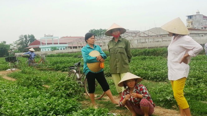 Sau vụ “dùng chổi quét rau” phát trên VTV3, rau xanh của bà con nông dân xã Vĩnh Thành, huyện Vĩnh Lộc (Thanh Hóa) khó tiêu thụ - Ảnh: Hà Đồng.
