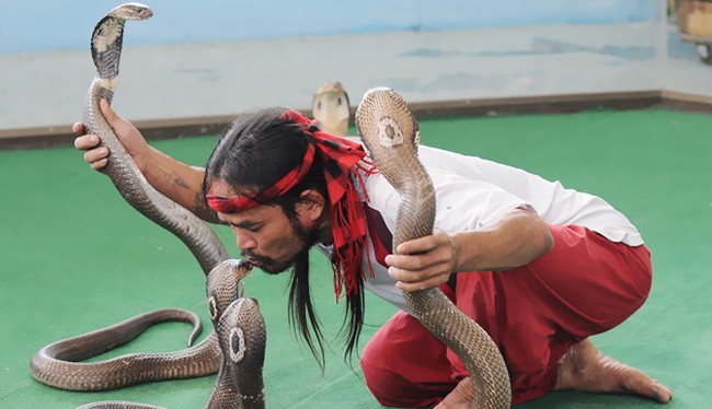 Video: Nghệ sĩ Thái Lan trổ tài điều khiển rắn độc tại Nha Trang