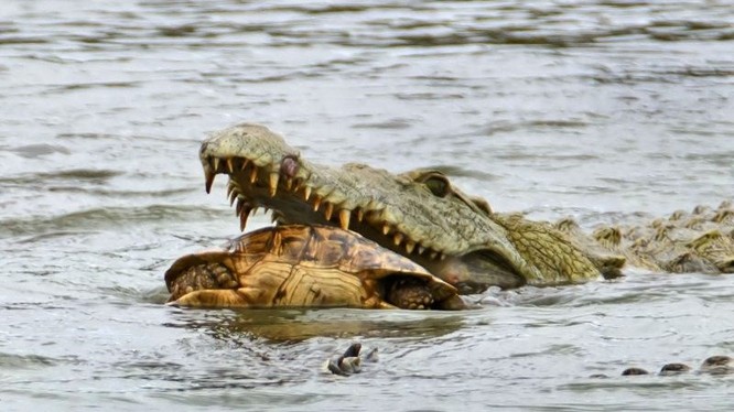 Hài hước cảnh cá sấu nuốt chửng rùa bất thành