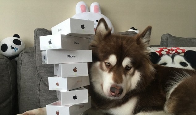 Bức ảnh này được chụp đúng vào ngày iPhone 7 ra mắt tại Trung Quốc, cô chó Coco bên cạnh 8 chiếc iPhone ông chủ mua để... lấy lòng