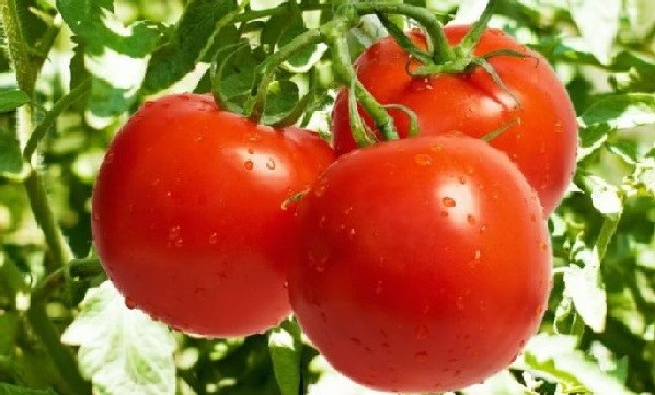Cà chua là loại quả bình dân nhưng có tác dụng thần kì.