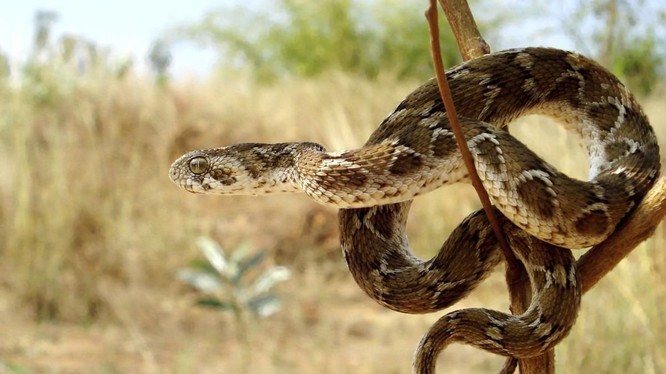 Rắn lục hoa cân, một trong hai loài rắn có nọc độc nguy hiểm nhất hiện nay (Ảnh: Pinterest)