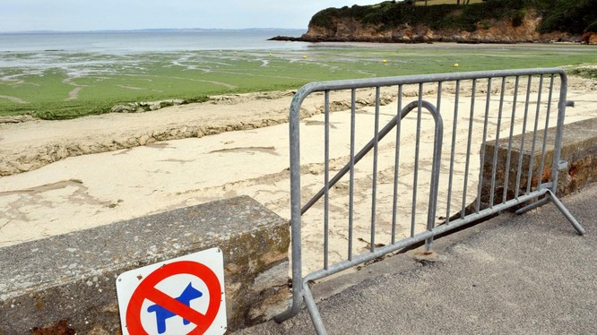 Loài tảo "sát thủ" phủ kín một số bãi biển của vùng Brittany, Pháp (Ảnh: RT)