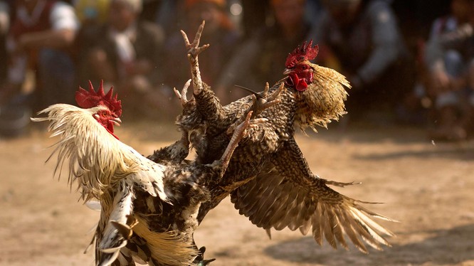 Dù bị cấm trên toàn lãnh thổ, nhưng chọi gà ăn tiền vẫn khá phổ biển ở nhiều vùng nông thôn Ấn Độ (Ảnh: Washington Post)