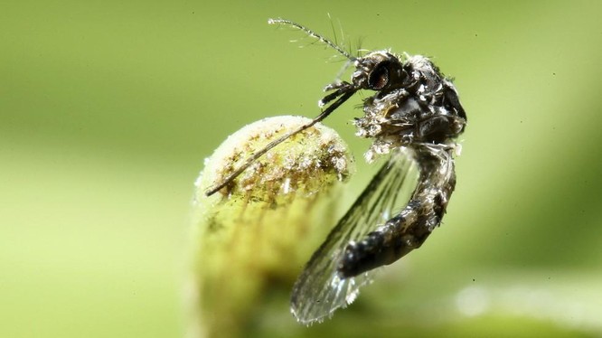 Một cá thể muỗi Aedes aegypti được chụp ở Costa Rica (Ảnh: Reuters)