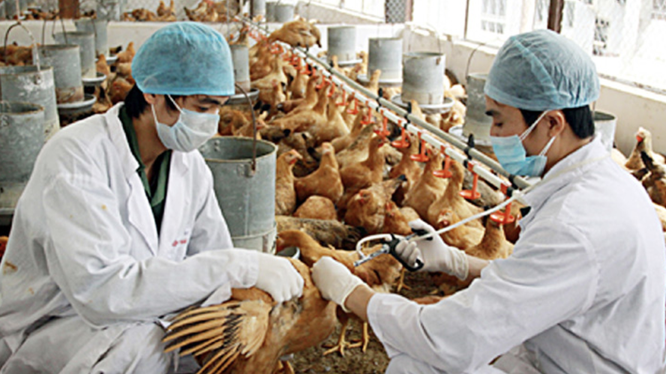 WHO, FAO cảnh báo Việt Nam về virus cúm A (H5N8) lần đầu tiên lây từ gia cầm sang người (Ảnh minh hoạ) 