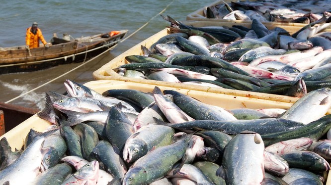 Nga có thể thiệt hại gần 1 tỷ USD một năm rào càn xuất khẩu hải sản sang Hoa Kỳ