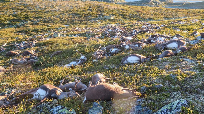 Na Uy: Hơn 300 con tuần lộc chết vì sét đánh trên cao nguyên Hardangervidda.