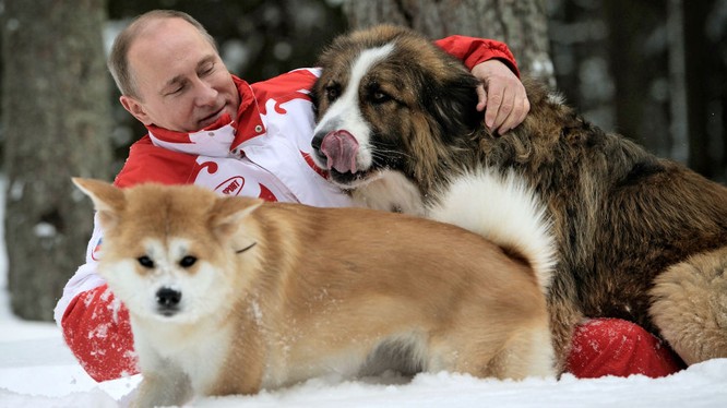 Báo Nga: Nhật Bản đang suy nghĩ lại việc tặng ông Putin con chó Akita Inu thứ hai.
