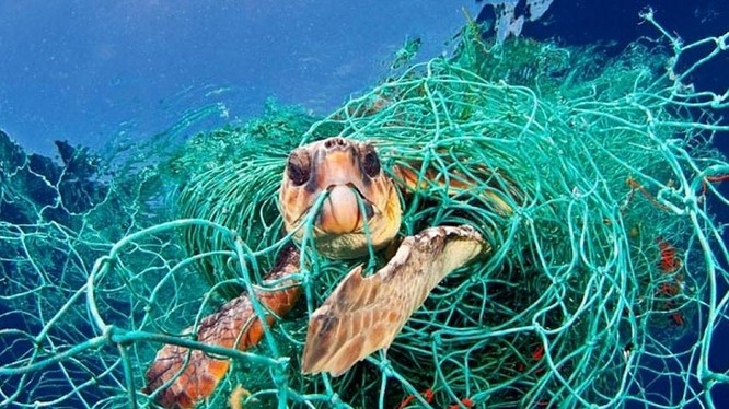 Một con rùa biển mắc kẹt trong một chiếc lưới nhựa bị vứt bỏ dưới đáy biển. Ảnh: National Geographic