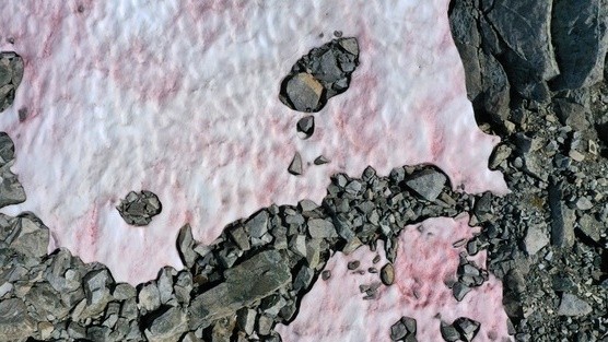 Băng tuyết màu hồng xuất hiện trên dãy Alps. Ảnh: RTE