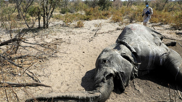 Hơn 350 con voi chết hàng loạt ở Botswana. Ảnh: REUTERS