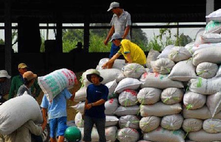 Giá lúa gạo tăng mạnh thêm sau tin mua tạm trữ