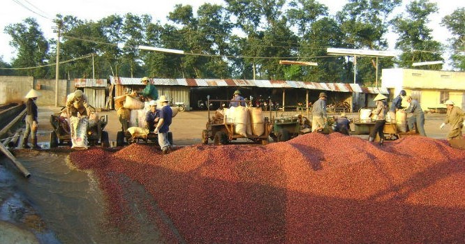 Cà phê Việt Nam xuất khẩu vào Ả Rập Xê Út bị phát hiện nhiễm hóa chất