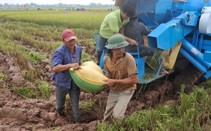 Thu hoạch lúa tại cánh đồng mẫu lớn huyện Chương Mỹ