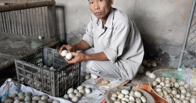 Nghi vấn trứng vịt “chuyển màu” sau khi dùng thức ăn chăn nuôi Trung Quốc