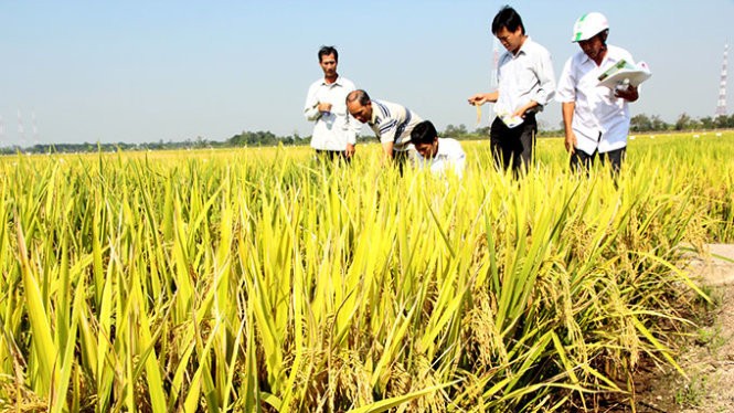 Tám doanh nghiệp mua lúa trực tiếp với các hợp tác xã và nông dân trên diện tích 9.500ha 