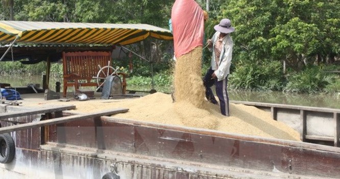 Thu mua lúa tạm trữ lúa của nông dân vụ Đông Xuân.