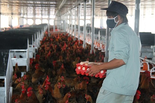 Người chăn nuôi đang gặp khó khăn vì giá thịt đùi gà nhập khẩu quá rẻ 
