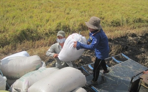 Hợp đồng xuất khẩu gạo đã ký đến cuối tháng 7-2015 đạt hơn 4,4 triệu tấn. Trong ảnh là nông dân Tiền Giang đang thu hoạch lúa.