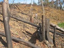Hiện có 9.000 ha rừng do Công ty Lâm nghiệp Gia Nghĩa quản lý đã bị tàn phá.