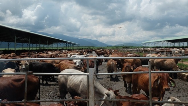Khám phá trang trại nuôi bò - "nồi cơm" chính của HAGL