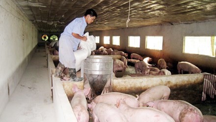 “Bóng ma” chất cấm bao phủ ngành chăn nuôi