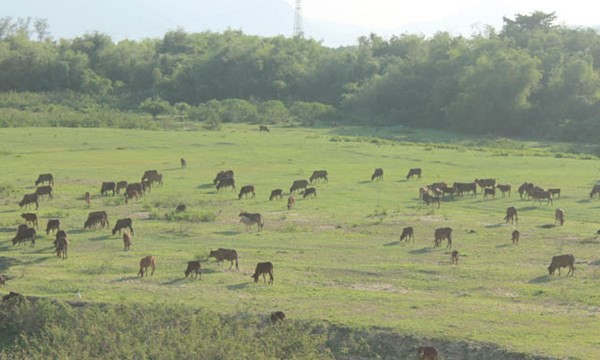 Hàng ngàn con bò ở xã Điện Quang được tham gia bảo hiểm- Ảnh: Lê Đình Dũng