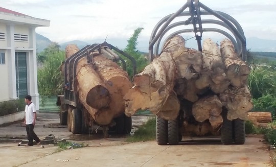 Hai xe gỗ lậu tại Hạt kiểm lâm huyện Ngọc Hồi