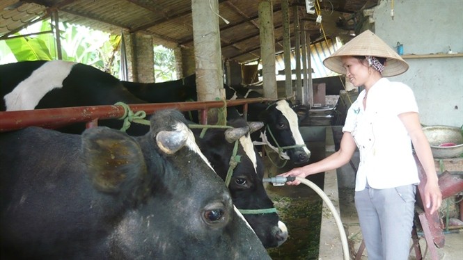 Giá sữa bò Việt Nam cao nhất thế giới