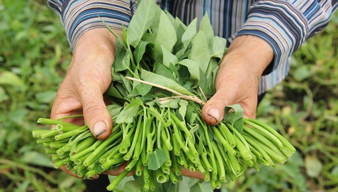 Theo Giám đốc sở Nông nghiệp và Phát triển Nông thôn Hà Nội, trong số 60% rau cung ứng sản xuất trên địa bàn thành phố Hà Nội cung ứng cho người dân thì có tới 95-98% là rau an toàn. Ảnh: Ngọc Lan. 