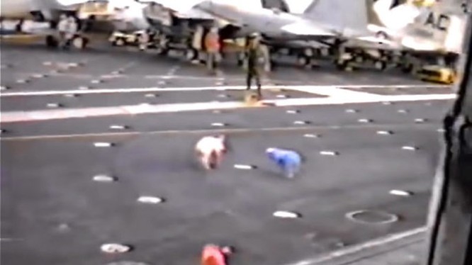 Heo chạy tán loạn trên tàu sân bay USS John F. Kennedy