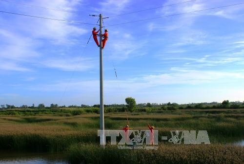 Công nhân Điện lực Cà Mau thực hiện cải tạo, sửa chữa lưới điện phục vụ nuôi tôm công nghiệp của người dân tại huyện Cái Nước. Ảnh: Huỳnh Thế Anh-TTXVN